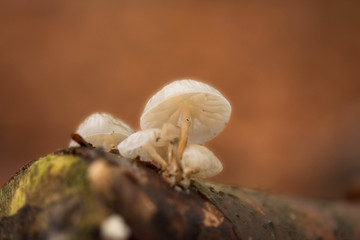 Mushroom macro