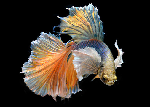 Colorful  waver of Betta Saimese fighting fish