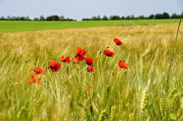 Fototapeta premium jasnozielone pole jęczmienia z czerwonymi makami