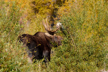 Bull Moose eating