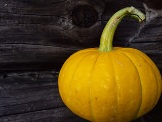 fresh beautiful pumpkin