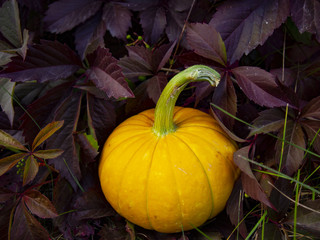 fresh beautiful pumpkin