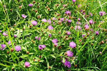 lila blühende Wiesenflockenblume
