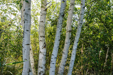 birch tree trunk texture in direct sunlight