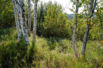 Fototapeta na wymiar birch tree trunk texture in direct sunlight