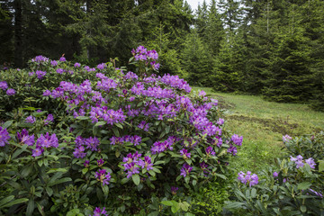 The rich nature of the Black Sea