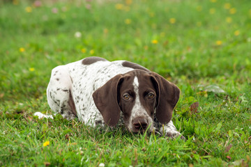 german shorthaired pointer, kurtshaar one brown spotted puppy lies on the green grass in the field, the muzzle is lowered to the ground, the eyes are looking into the camera,