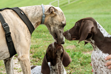 german shorthaired pointer, kurtshaar two brown spotted puppy and whippet breed dog sniff each...
