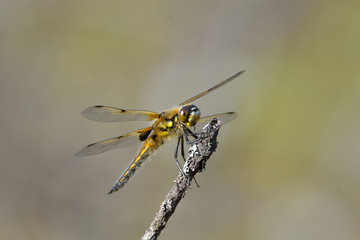 dragonfly