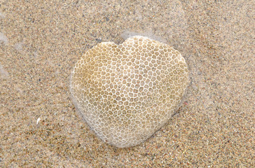Fototapeta na wymiar Honey comb coral on the beach like heart