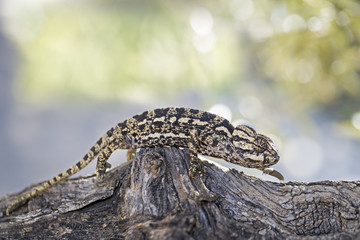 Chameleon