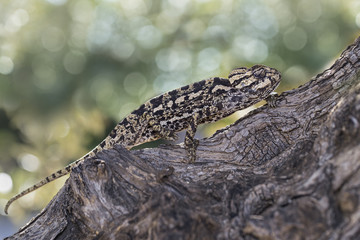 Chameleon © Fabrizio Moglia