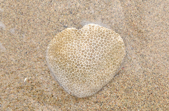 Honey comb coral on the beach like heart