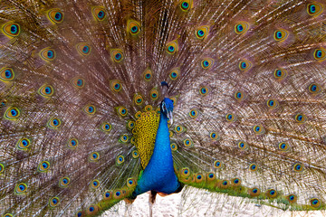 Obraz premium Beautiful Peacock portrait with tail feather out