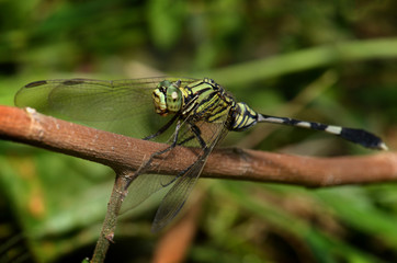 Colorful of Dragonfly in nature