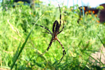 Dangerous, green spider-wasp, sitting on the web and hunts.