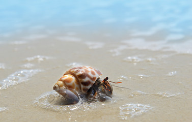 Hermit crab walking on the beach.