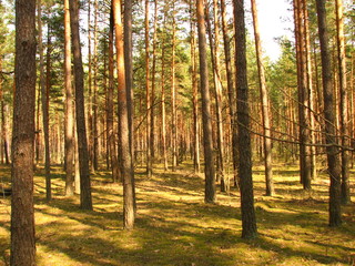 The hot summer day, in a shady pine forest. Pine forest and tall trees.