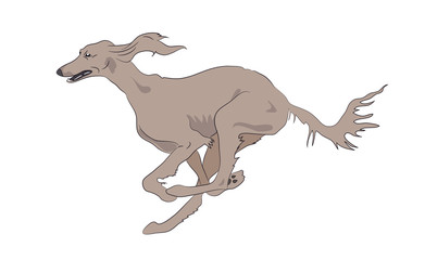 dog running, color, vector