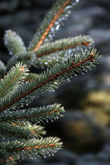 Nordmanntannenzweig mit Tautropfen