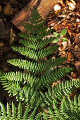 Wald-Frauenfarn Untergrund Waldboden