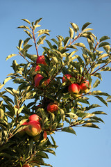 Reife Äpfel am Ast gegen blauen Himmel fotografiert
