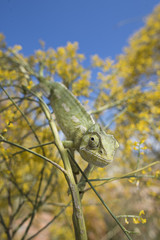 Chameleon © Fabrizio Moglia