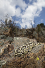 Chameleon