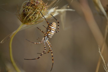Araña suspendida