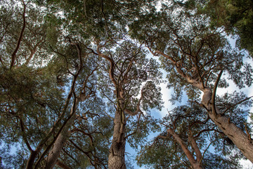 Looking Up Into an Evergreen Tree Canopy