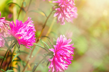 Obraz premium garden autumn flower pink asters. Close-up, blurred background. Yellow sunshine.
