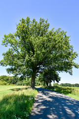 Big tree on small country road in Mecklenburg-Vorpommern (Germany)