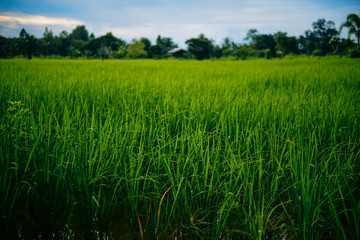 Beautiful Green field of rice background.