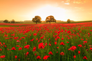 Poppy field at sunset