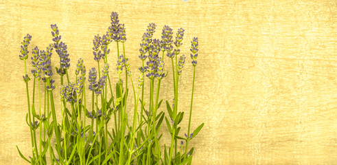 Lavendel vor Holz, Hintergrund beschreibbar, Panorama