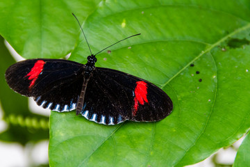Close-up of a beautiful Postman a tropical butterfly with a warm soft-focus color background september 10, 2018