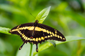 Close-up of a beautiful King swallowtail a tropical butterfly with a warm soft-focus color background september 10, 2018 