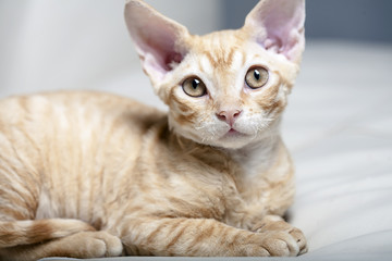 Obraz premium Red Tabby Kitten