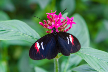 Close-up of a beautiful Postman a tropical butterfly with a warm soft-focus color background september 10, 2018
