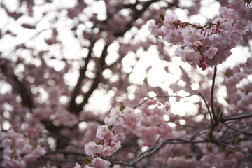 Cherry blossom