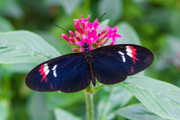 Close-up of a beautiful Postman a tropical butterfly with a warm soft-focus color background september 10, 2018