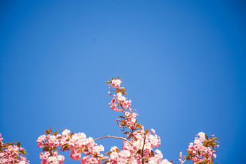 Blossom Japan Tree
