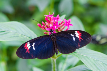 Close-up of a beautiful Postman a tropical butterfly with a warm soft-focus color background september 10, 2018