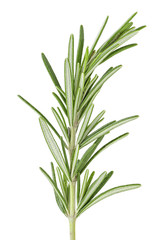 Fresh green rosemary isolated on a white background