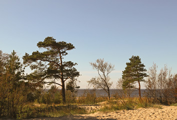 Yagry in Severodvinsk. Unique pine forest. white sea coast