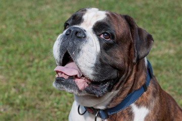 Brindle boxer puppy with white markings is sitting on a green meadow. Close up. Pet animals.