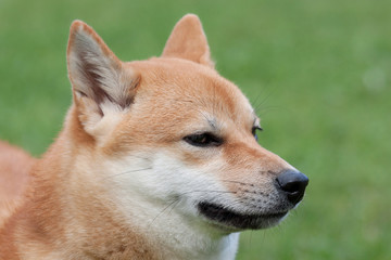 Cute red shiba inu. Japanese small size dog or japanese turf dog. Close up. Pet animals.