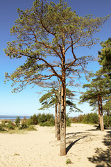Fototapeta na wymiar Yagry in Severodvinsk. Unique pine forest. white sea coast