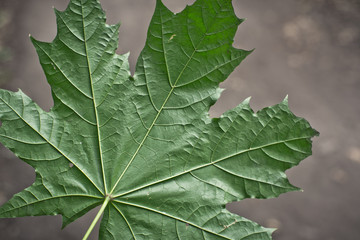 Green maple leaf