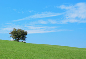Fototapeta na wymiar summer landscape with a lonely shrub on the top of a hill and blue sky 